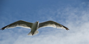 seagull near Acadia